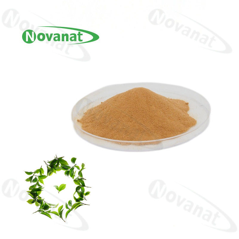 100% 天然提取物绿茶 L-茶氨酸 20% / 30% / 40% 天然 L-茶氨酸